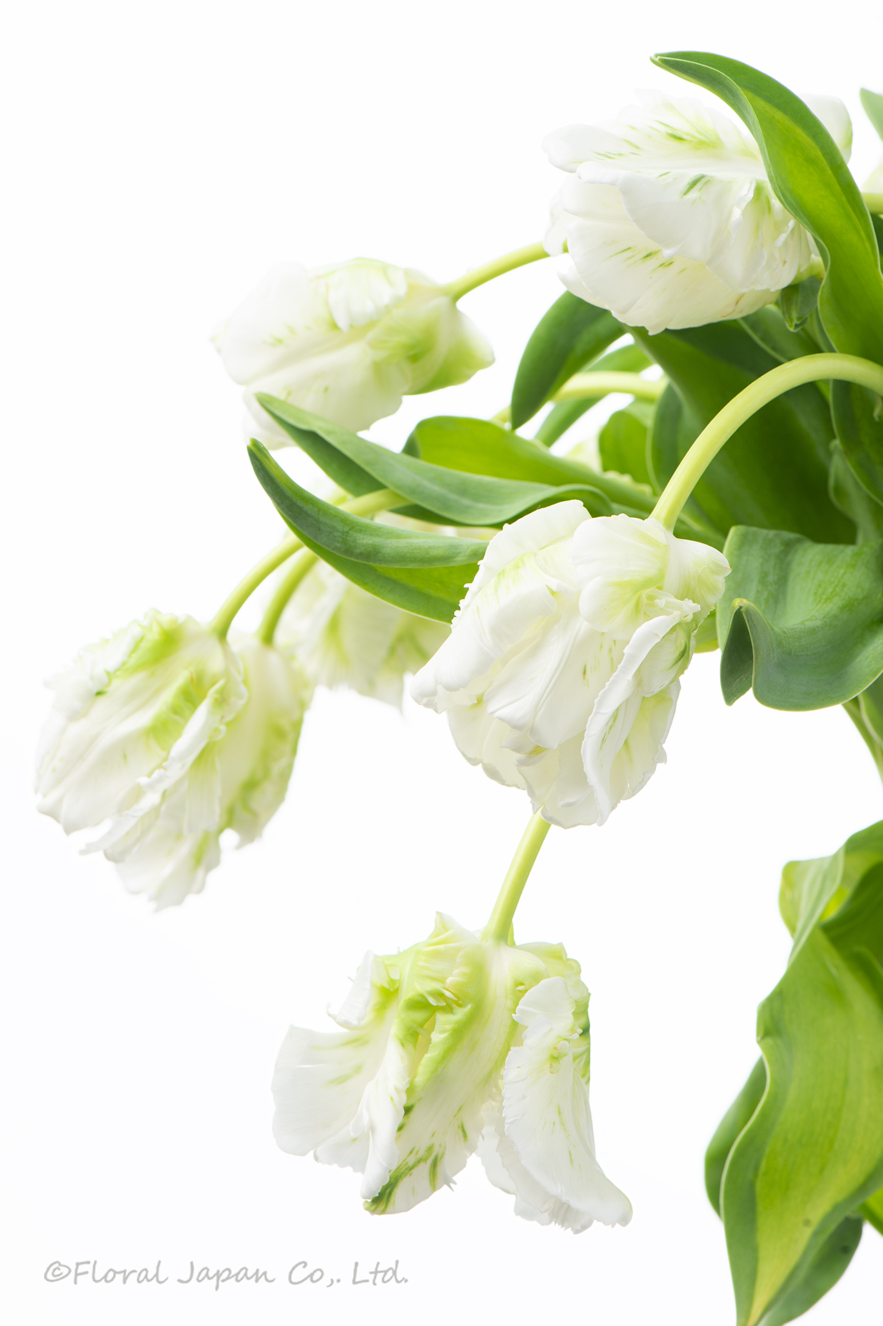 スーパーパーロット