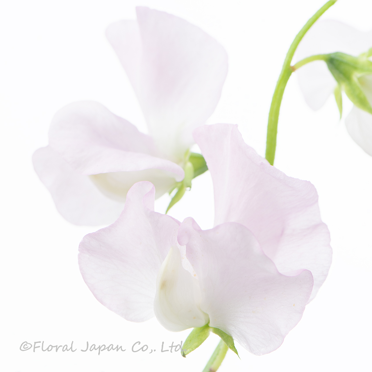 エンゼルキッス