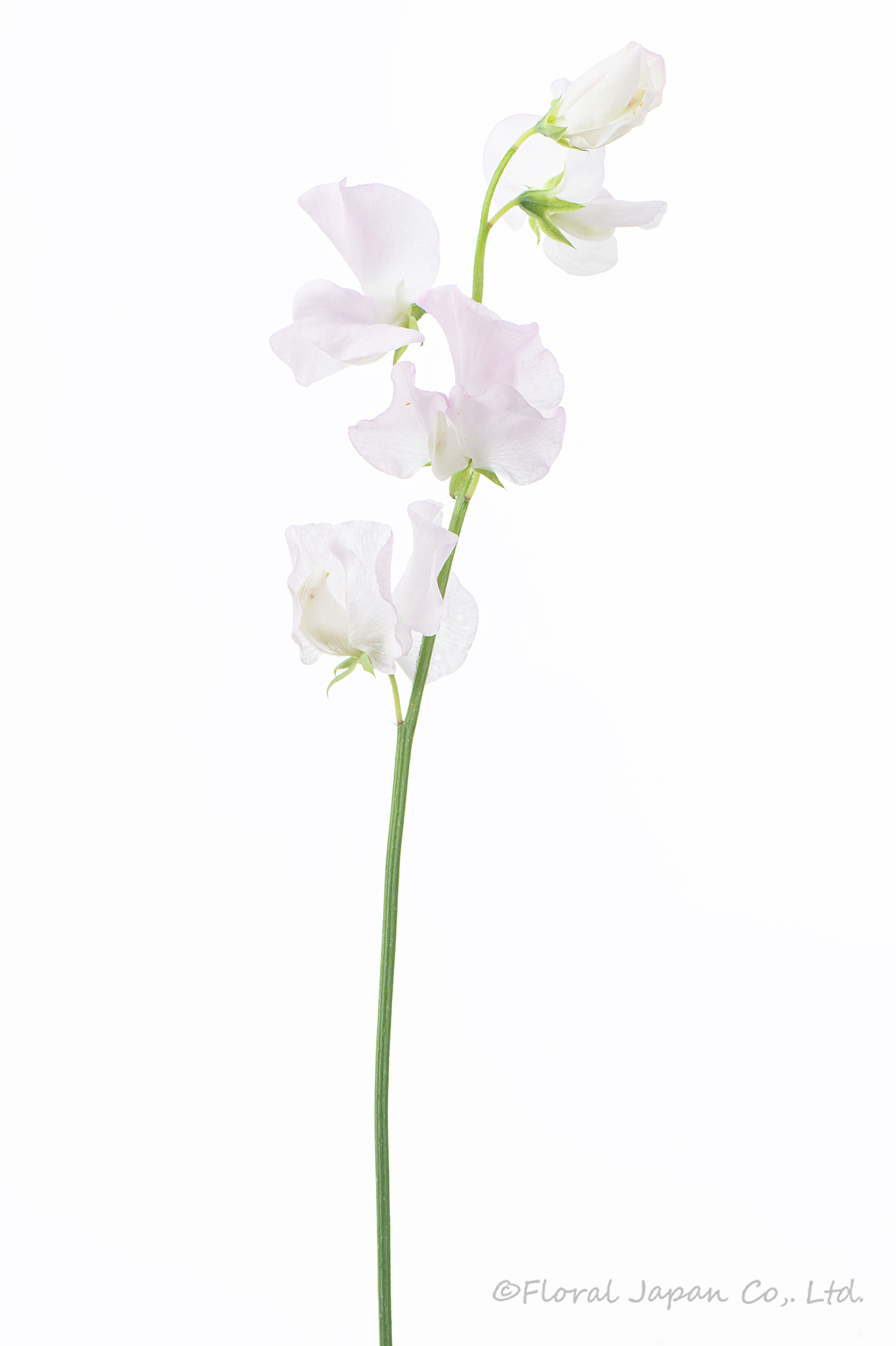 エンゼルキッス