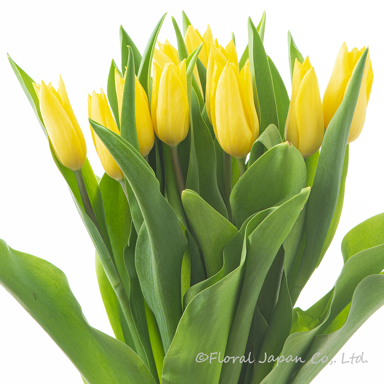 ストロングゴールド