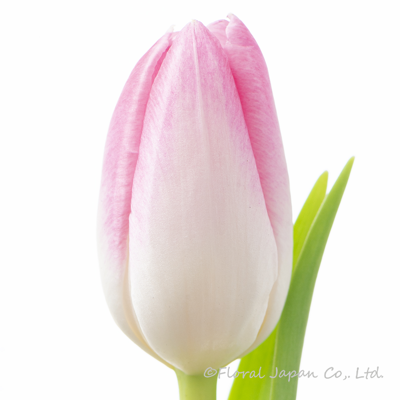 ファーストクラス