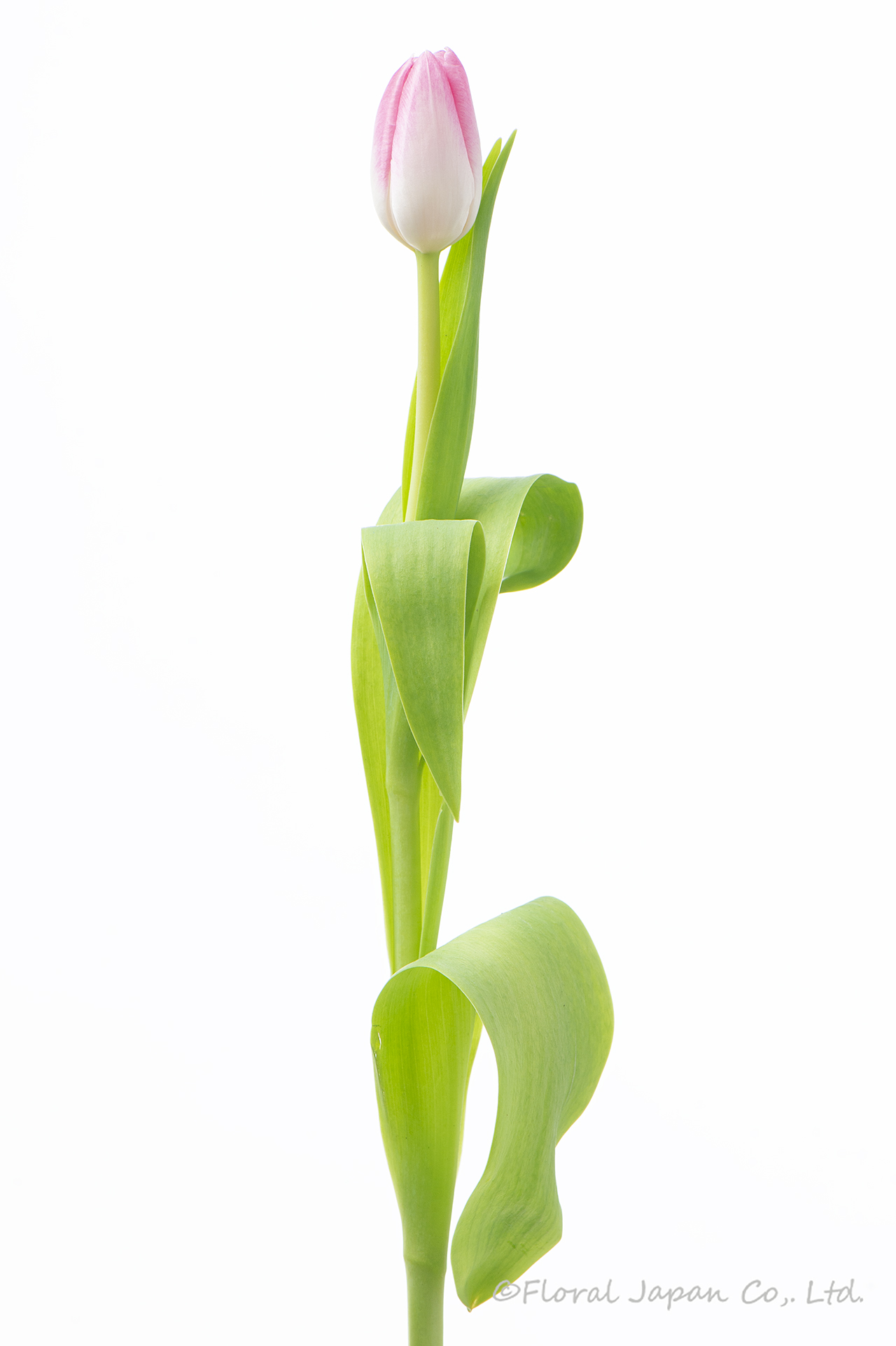 ファーストクラス