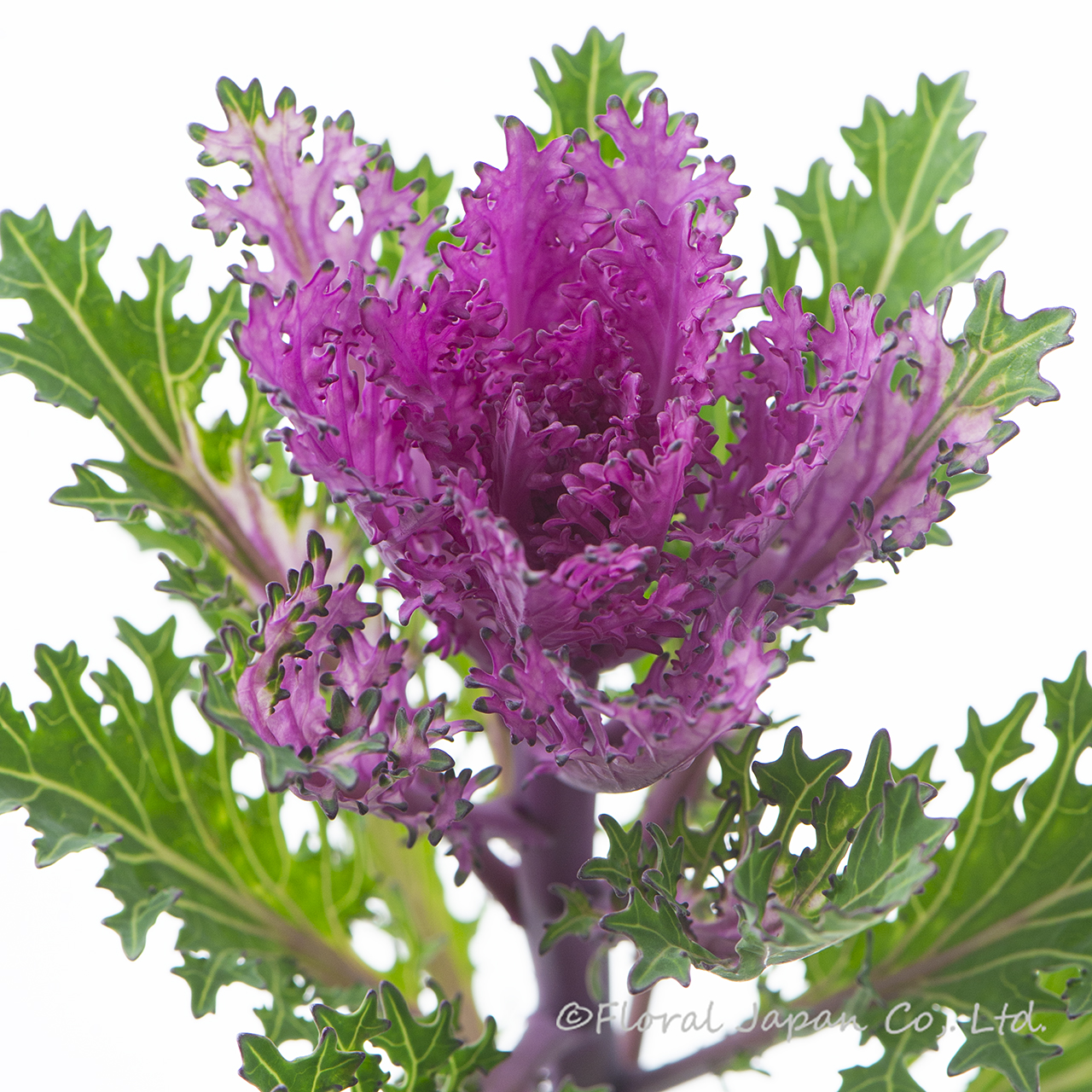 フェザーレッド