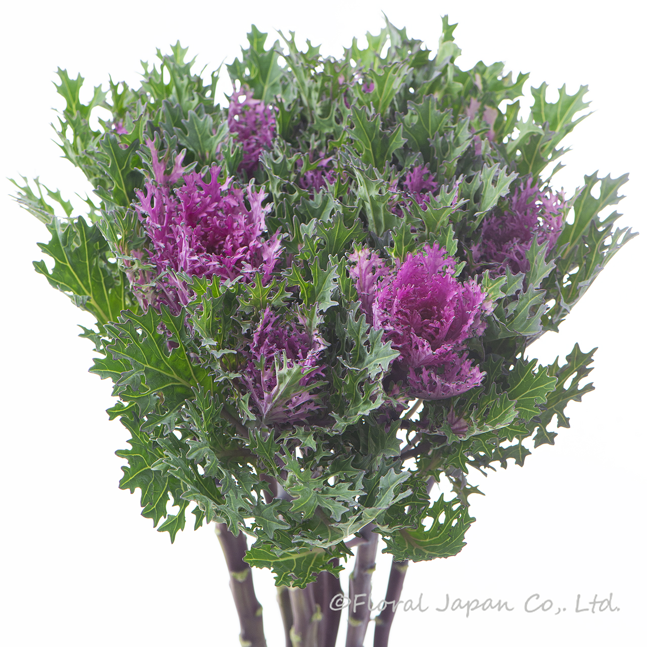 フェザーレッド