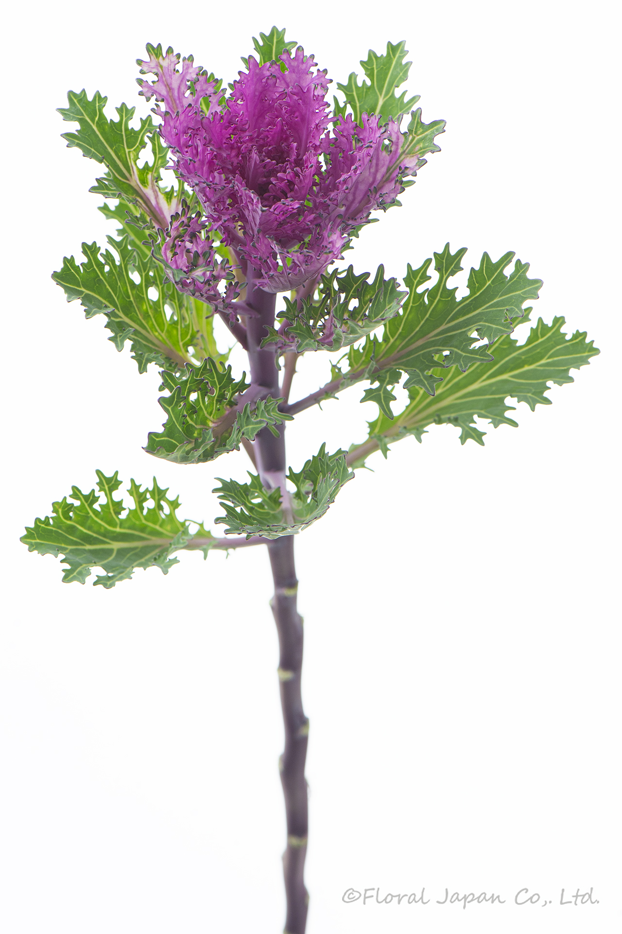 フェザーレッド