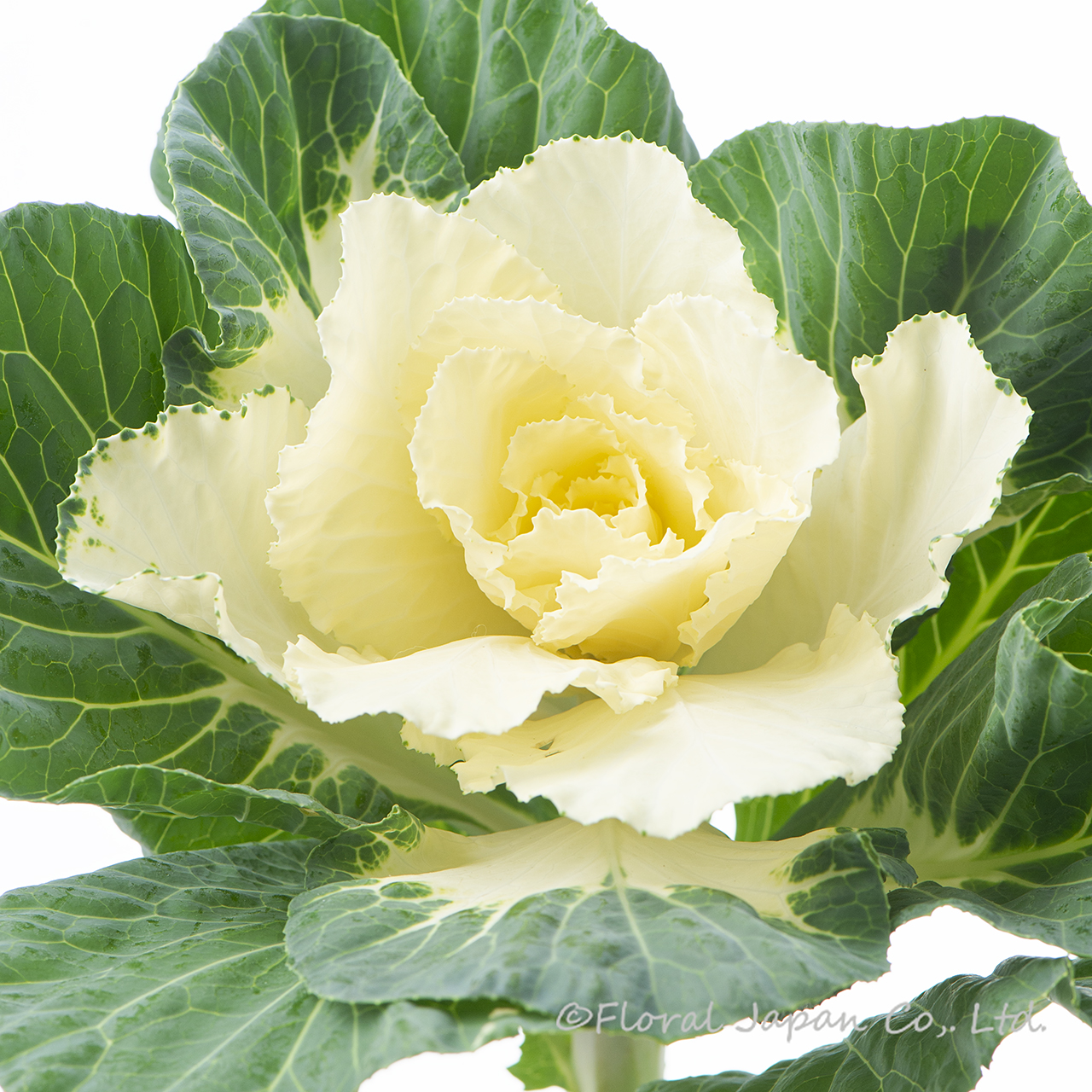 フレアホワイト