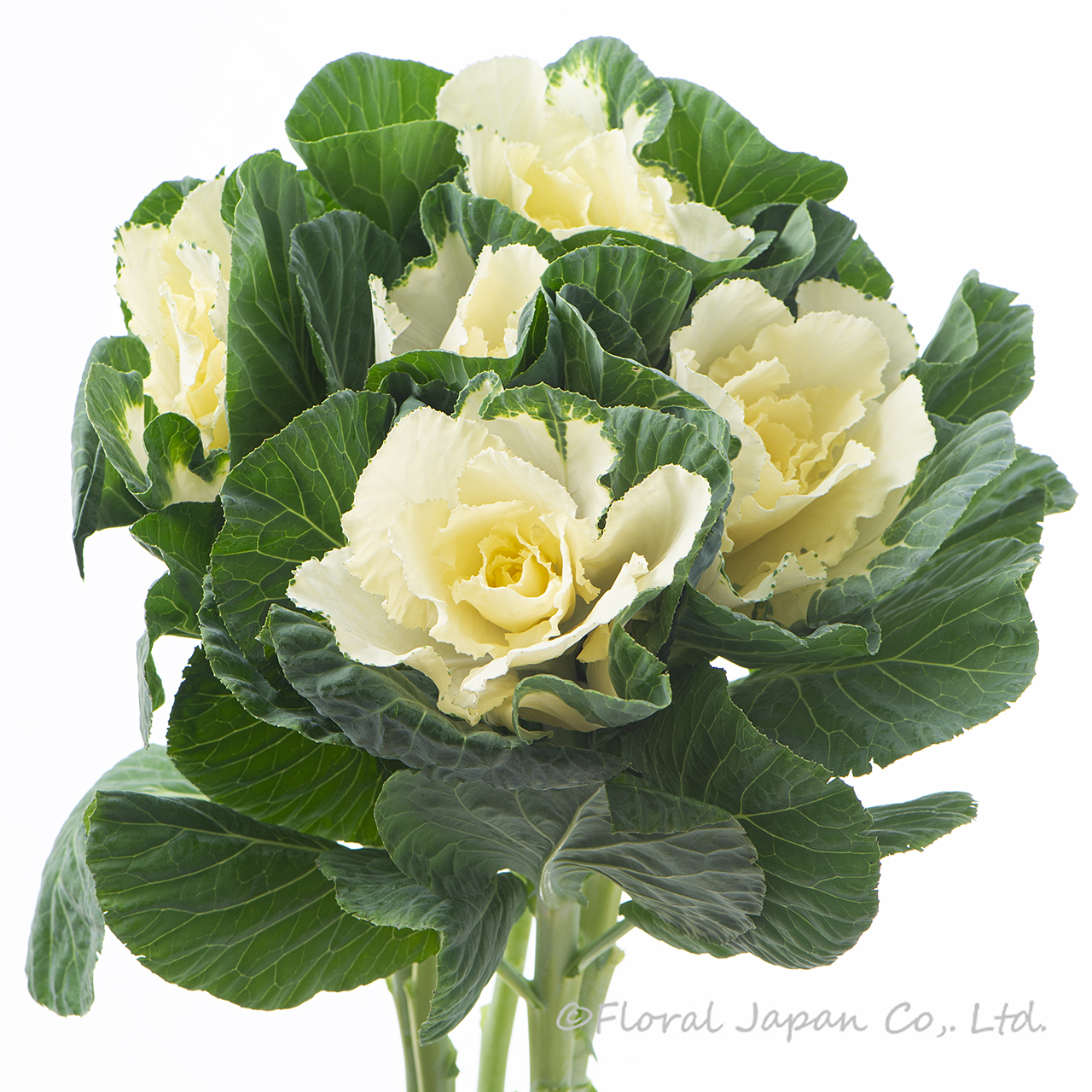 フレアホワイト