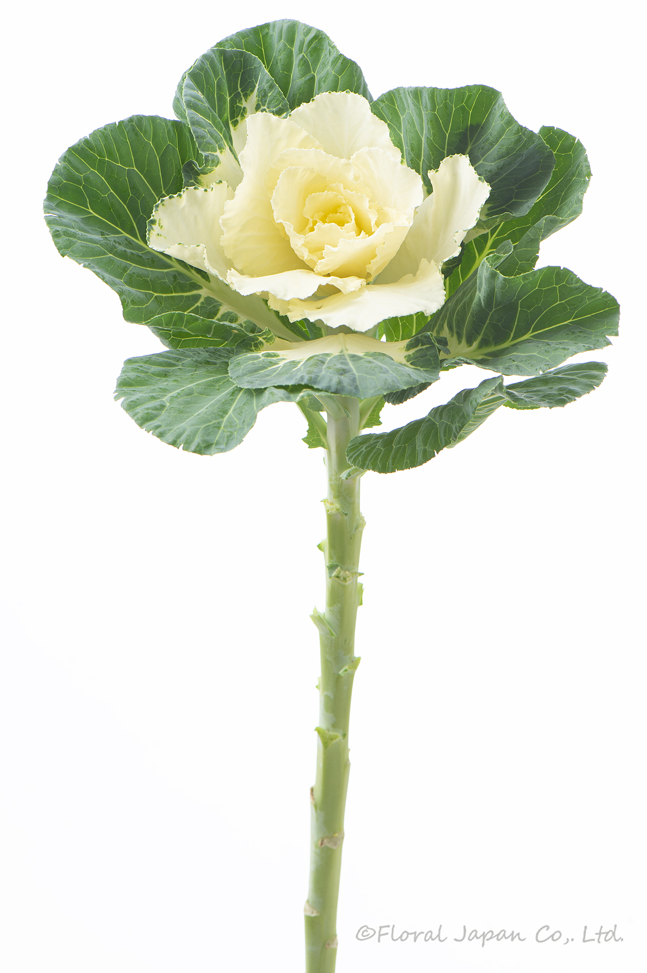 フレアホワイト