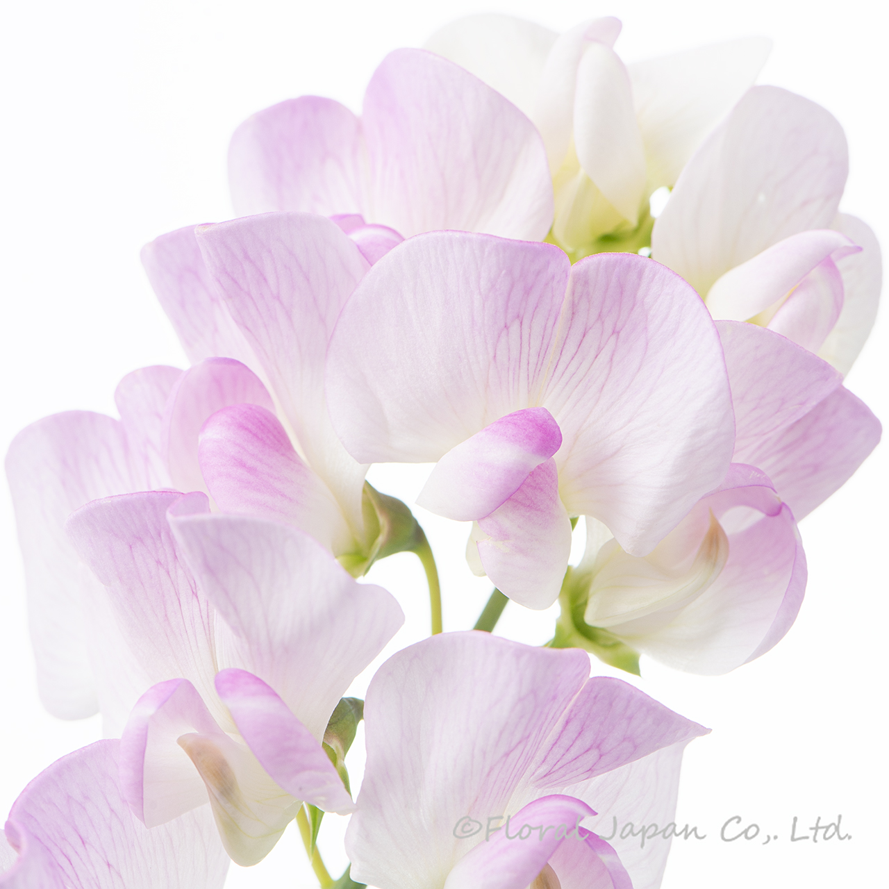 シュッコンピンク