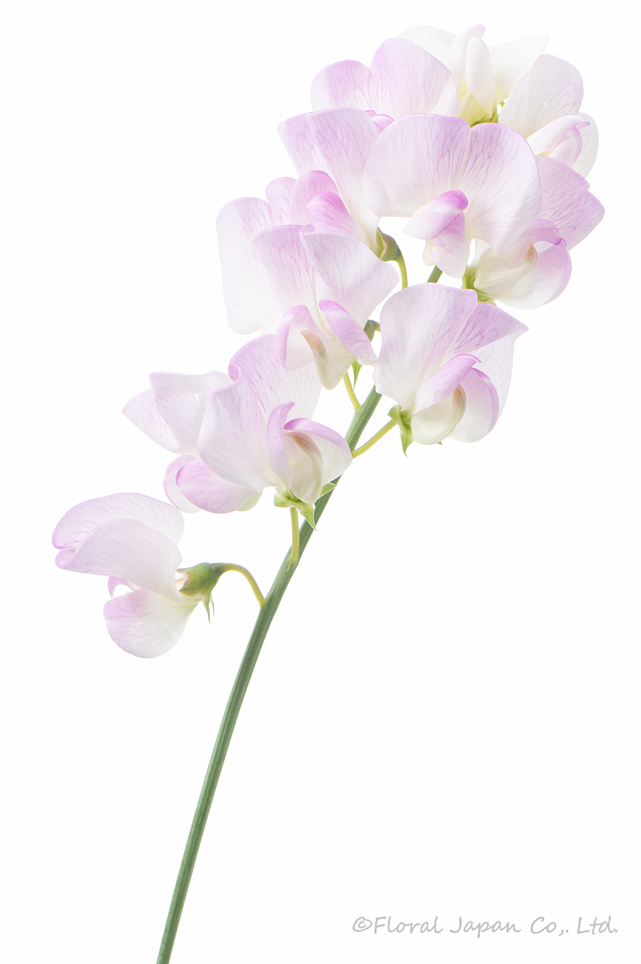 シュッコンピンク