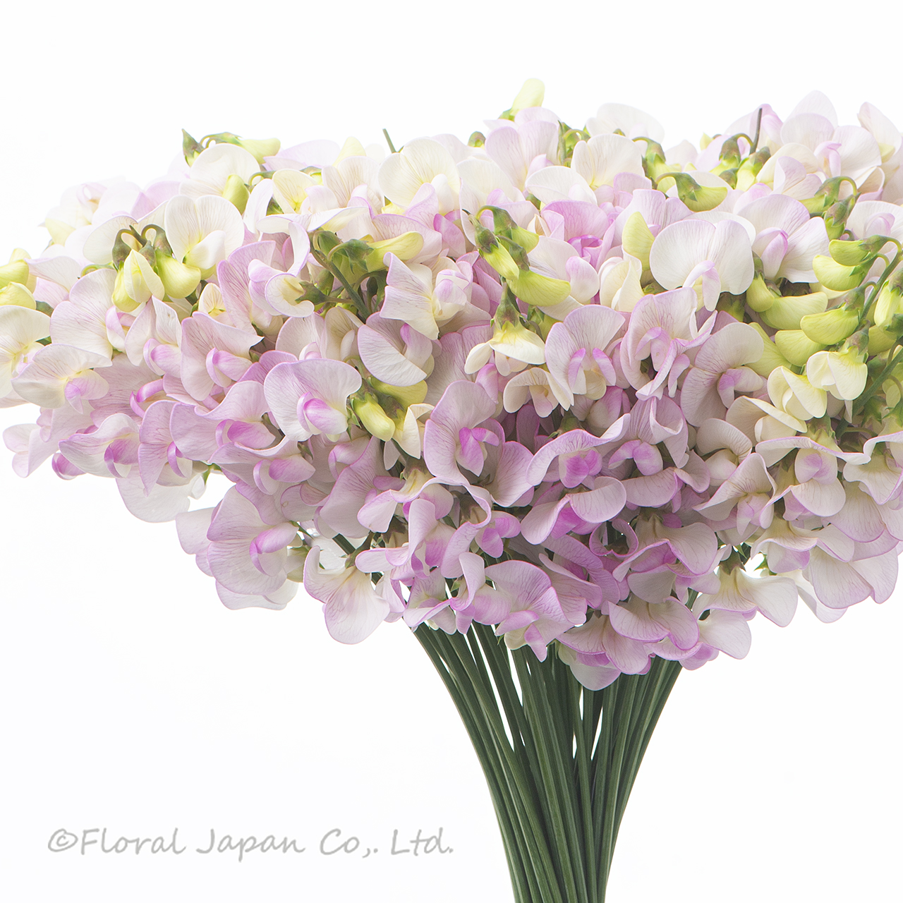 シュッコンピンク