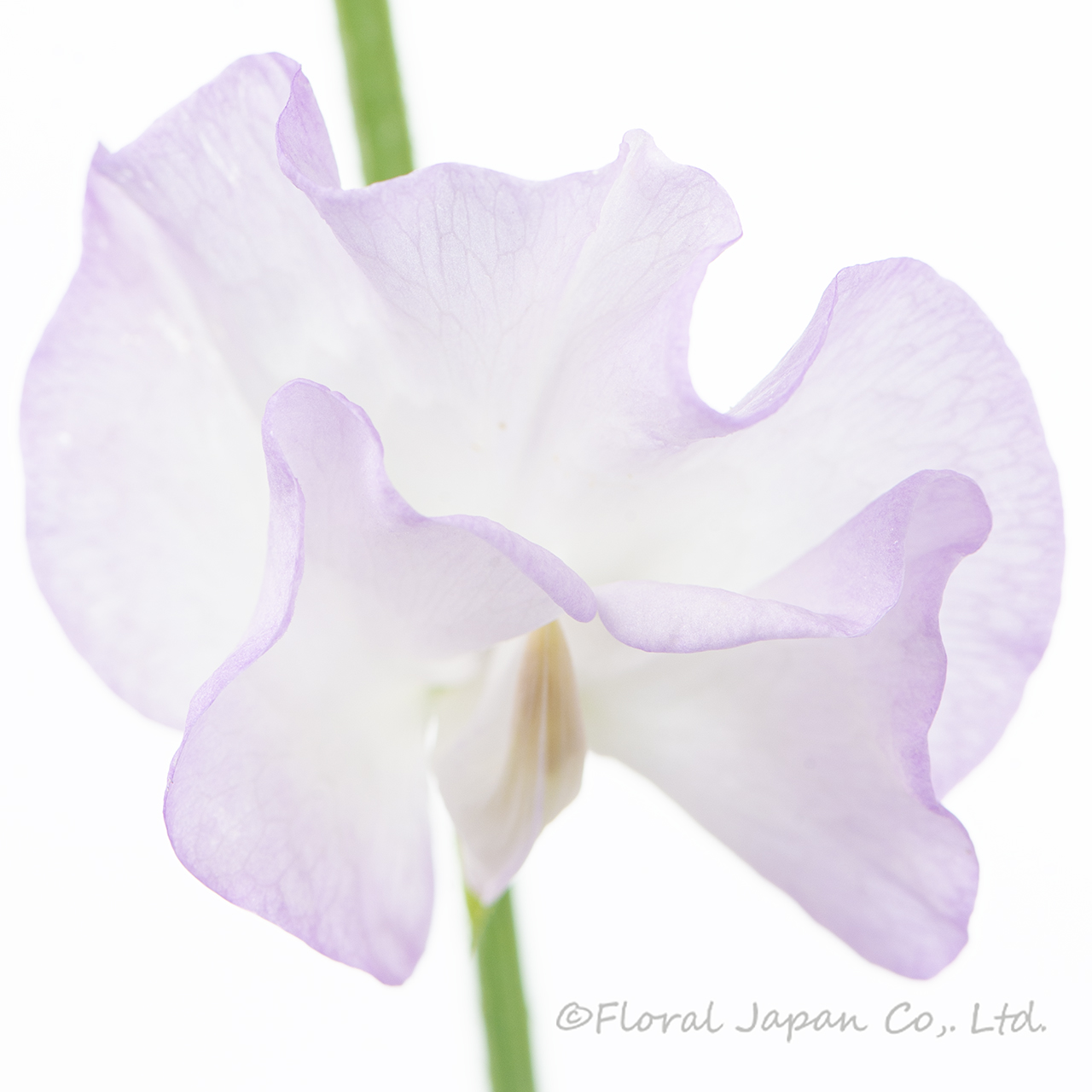 藤娘（ふじむすめ）