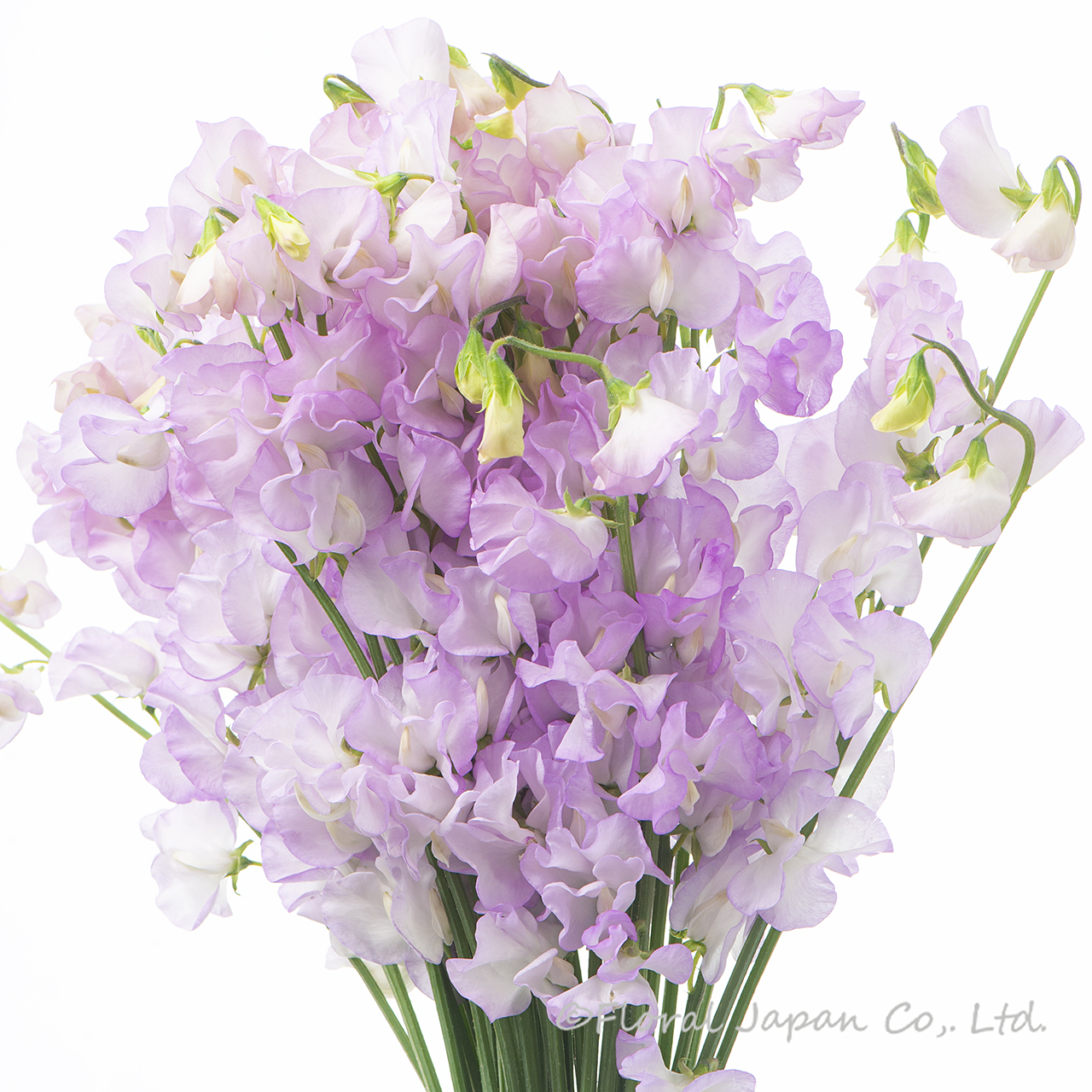 藤娘（ふじむすめ）