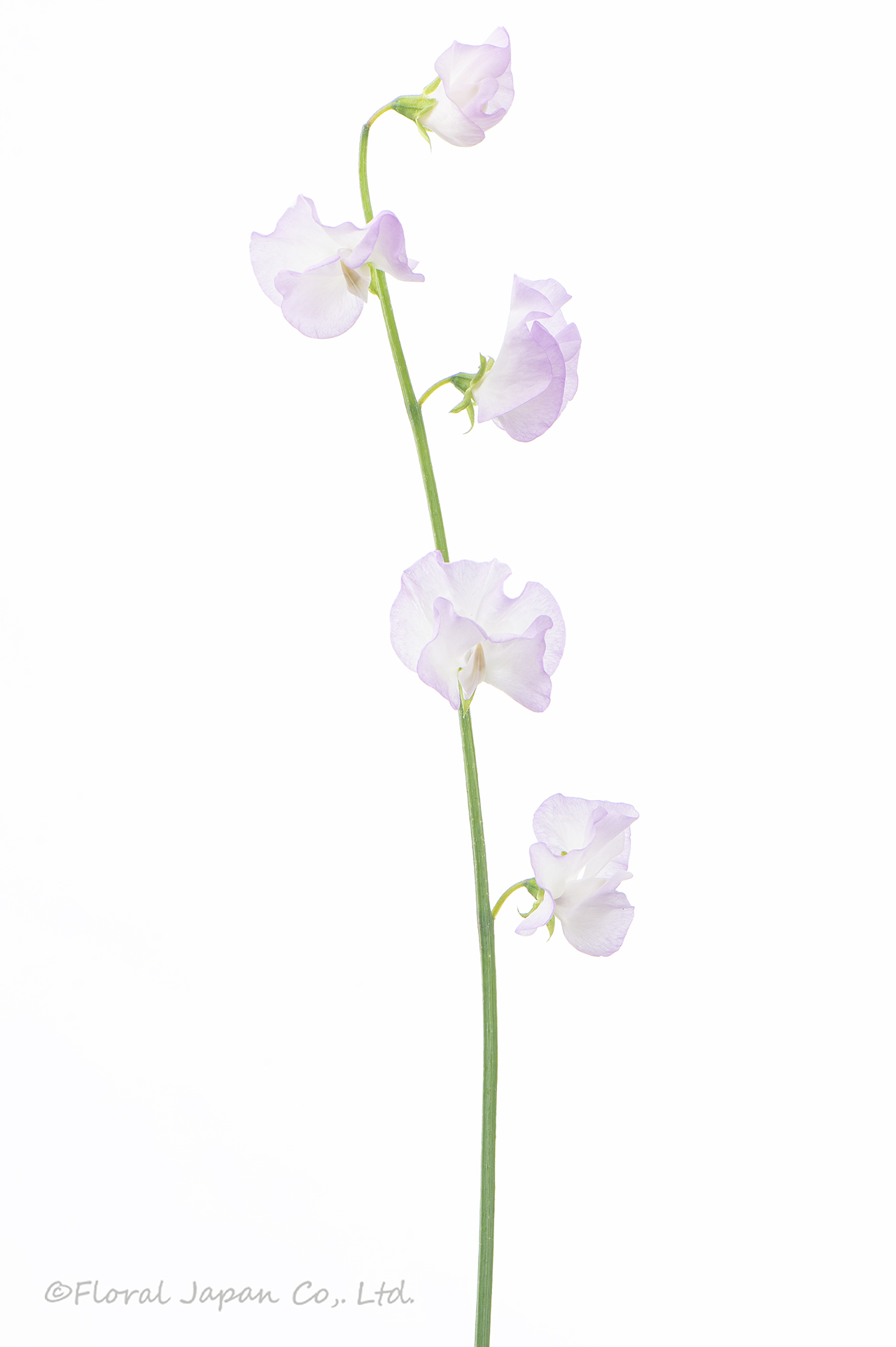 藤娘（ふじむすめ）