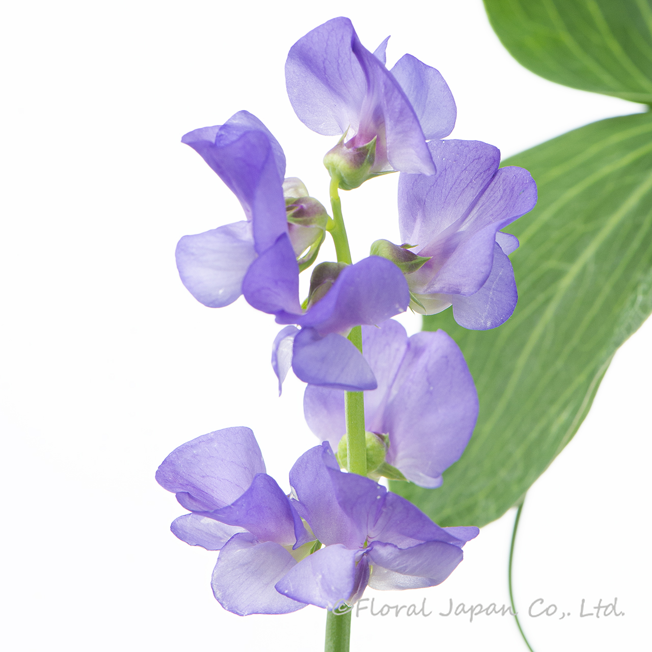 ブルーフレグランス