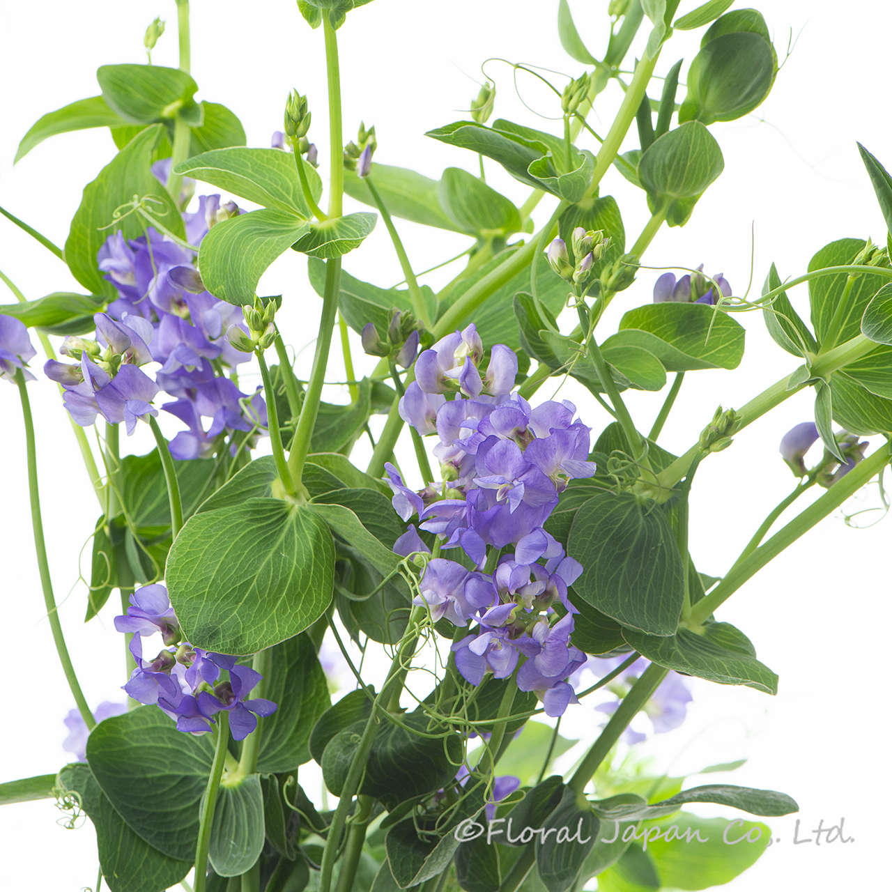 ブルーフレグランス