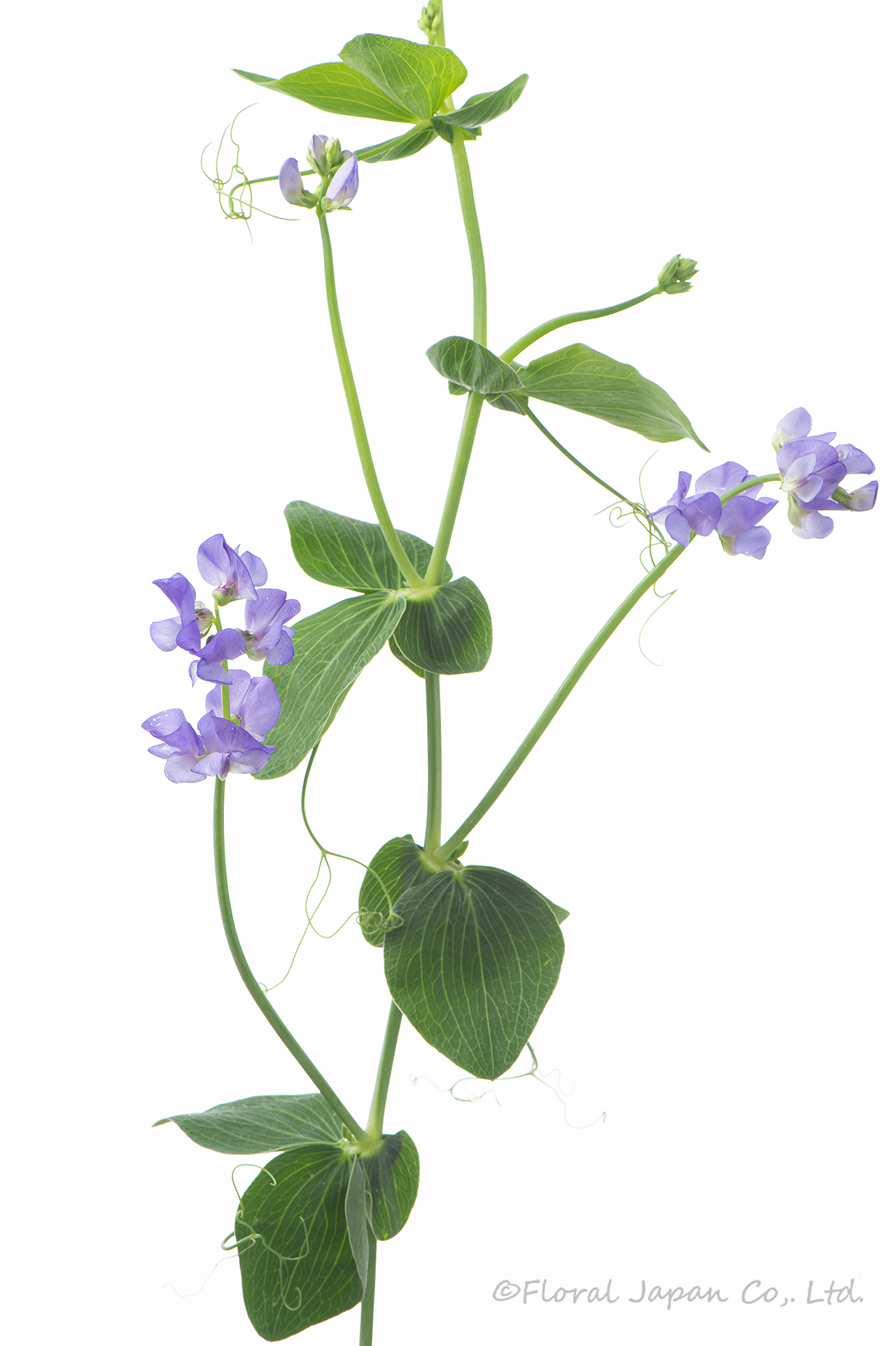 ブルーフレグランス