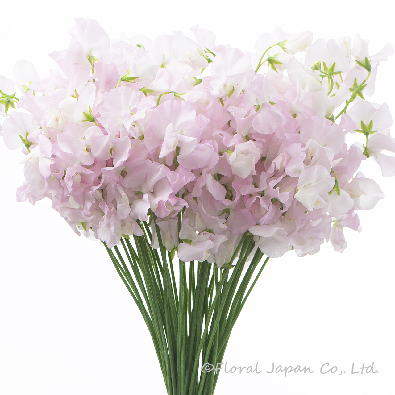 エンゼルキッス