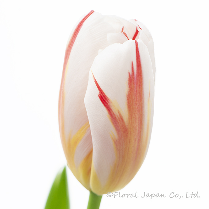 Hジェネレーション