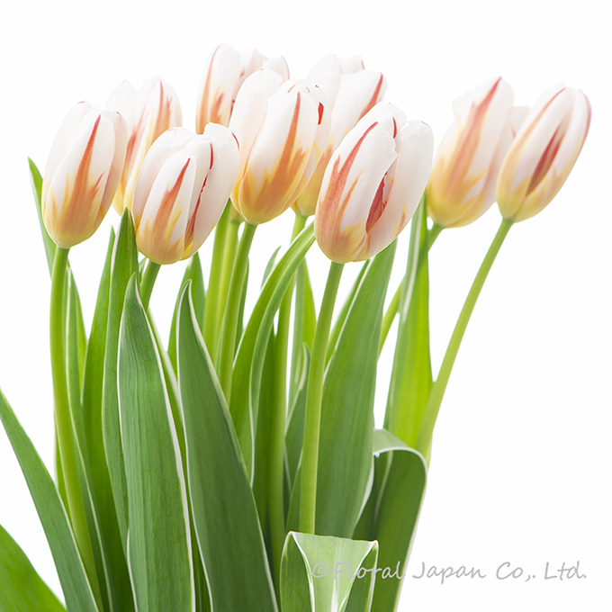 Hジェネレーション