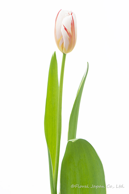 Hジェネレーション