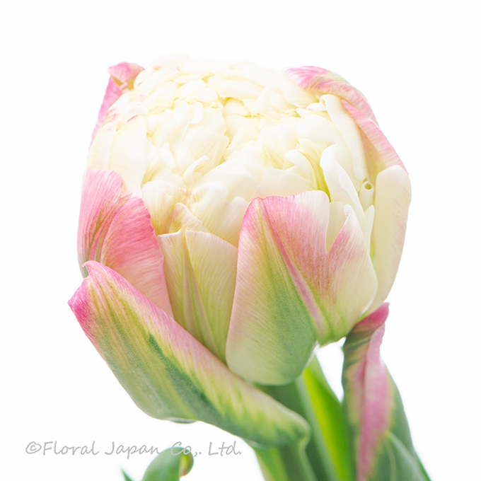 アイスクリーム