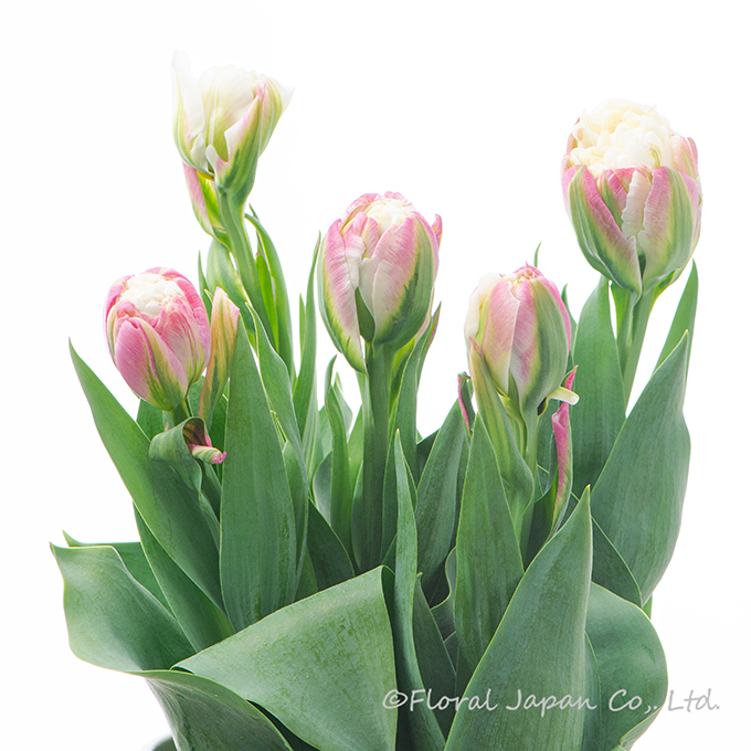 アイスクリーム