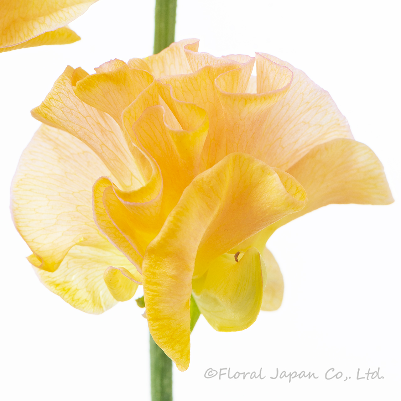 アプリコットビューティー