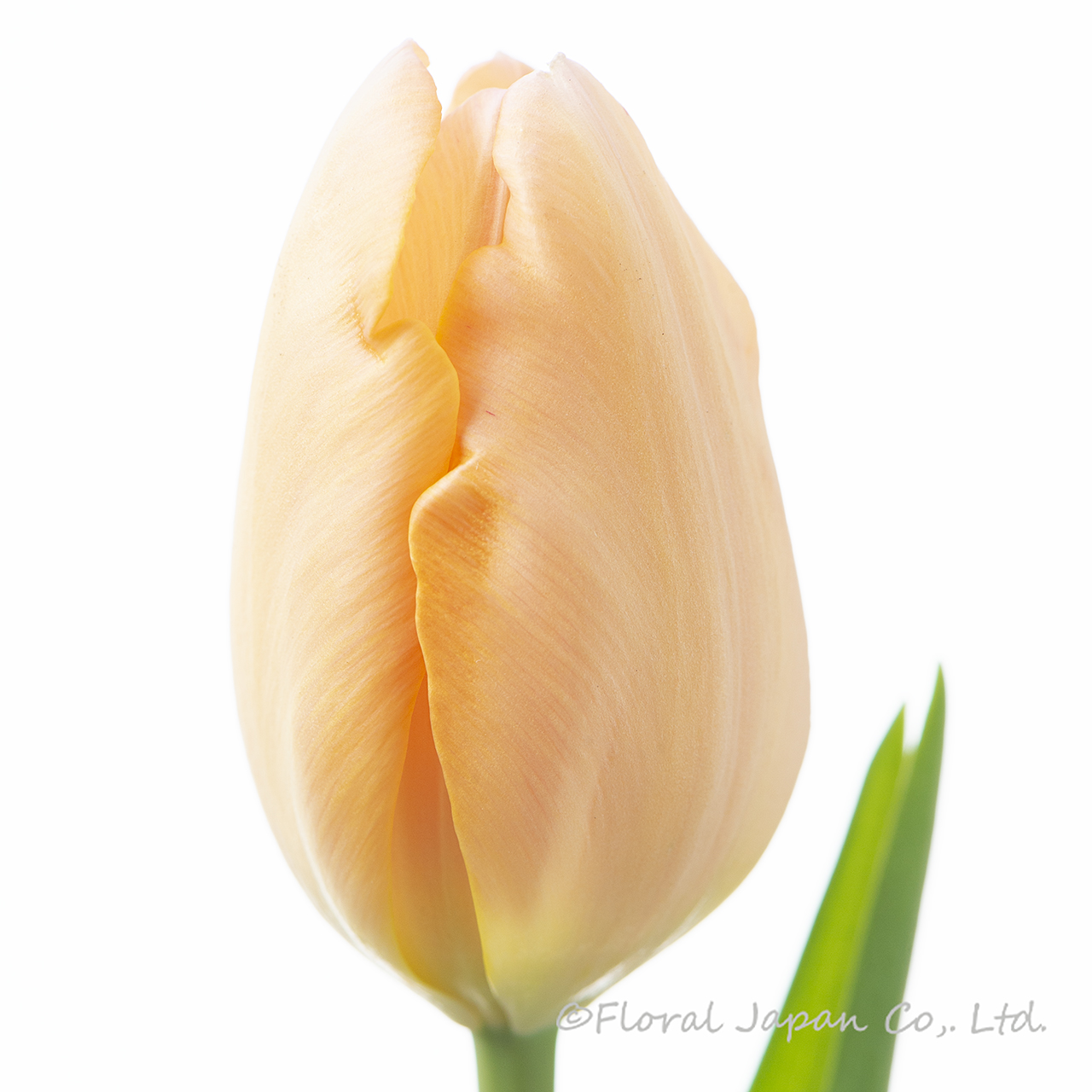 アルバコエルレアオクラータ