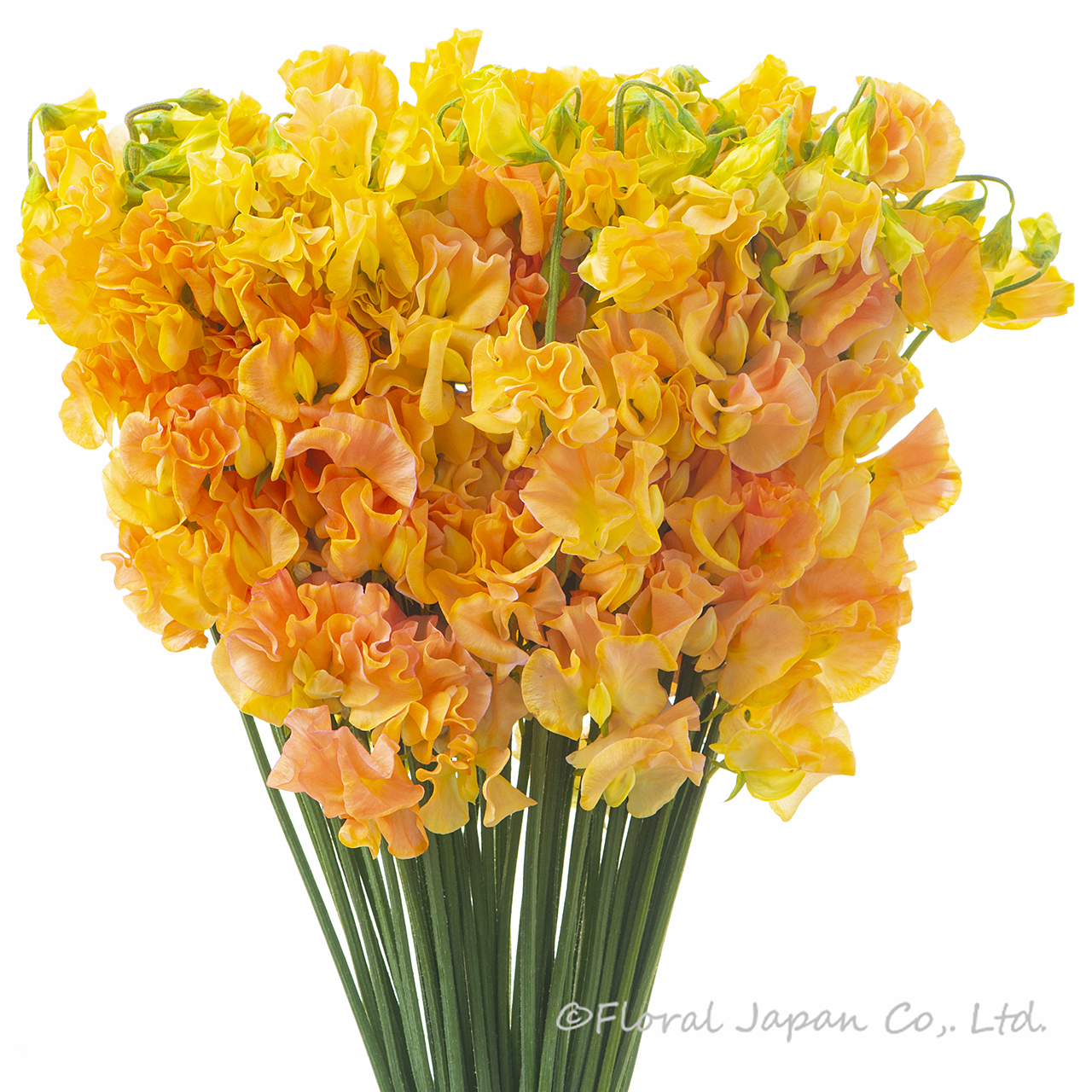 アプリコットビューティー