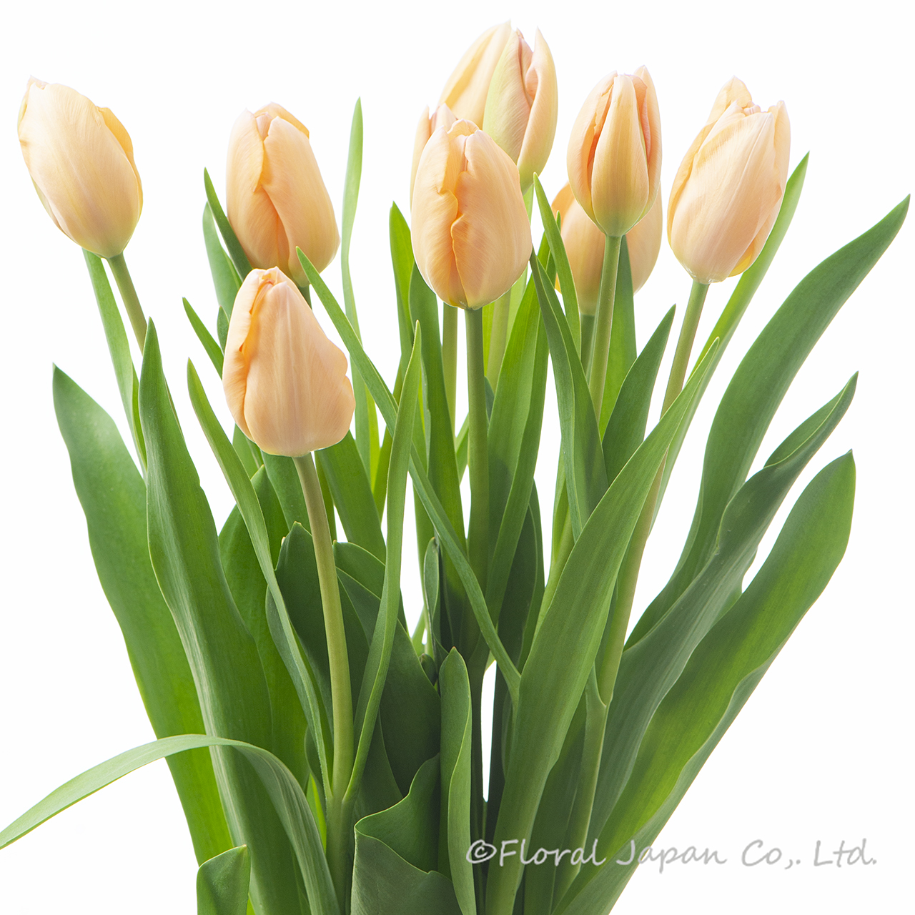 アルバコエルレアオクラータ