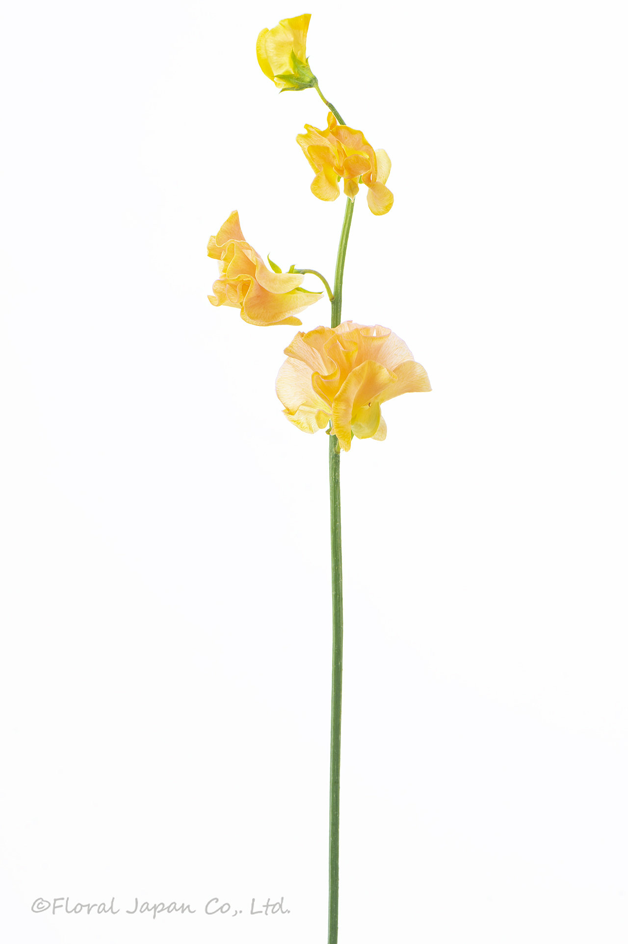 アプリコットビューティー