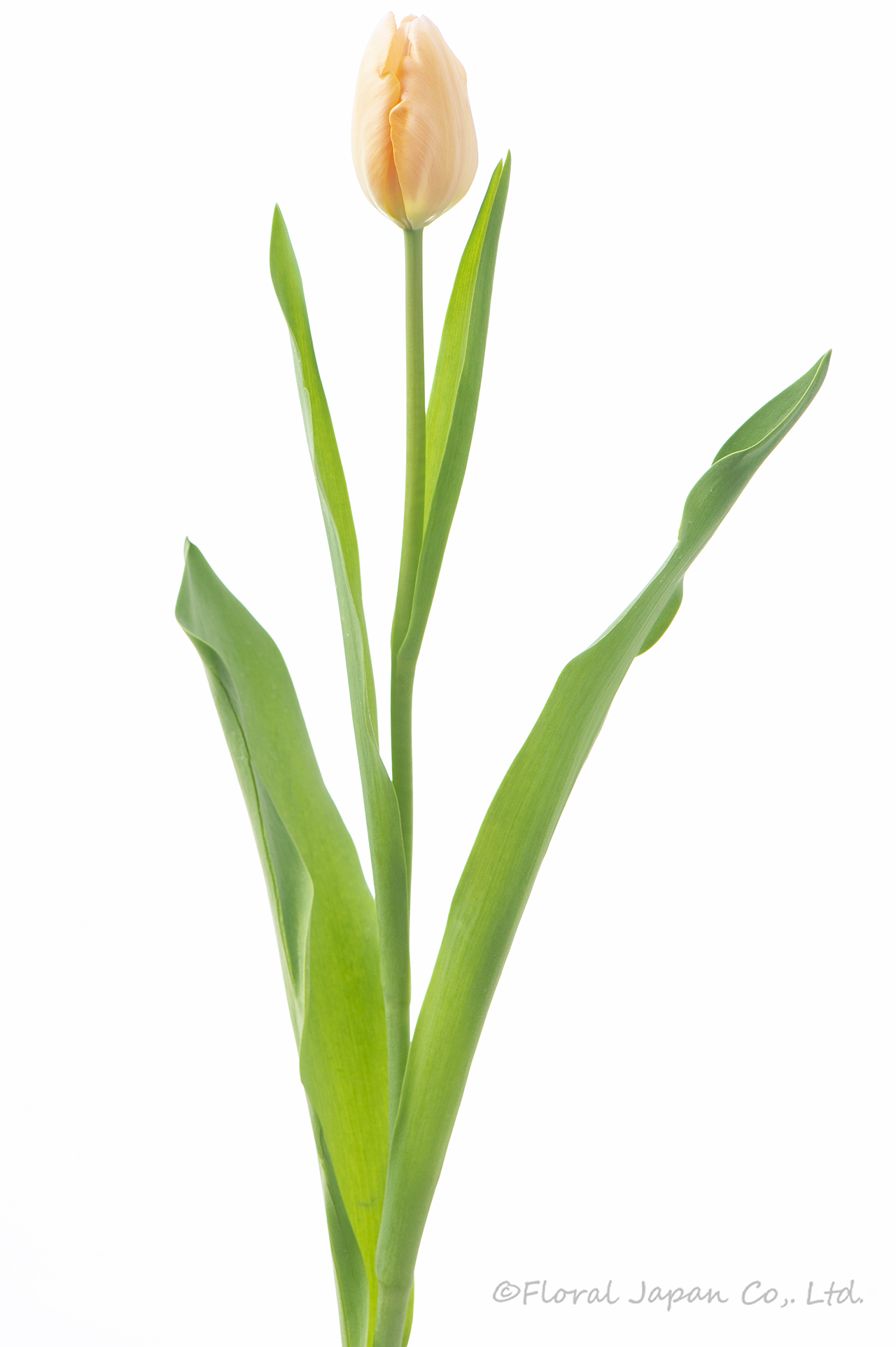 アルバコエルレアオクラータ