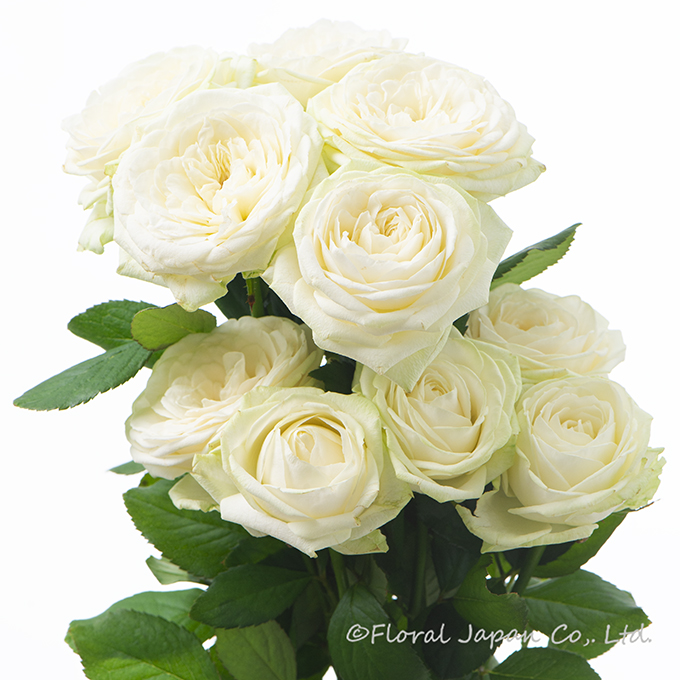 アムールブラン+