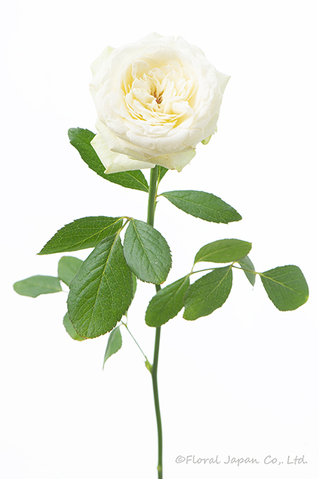 アムールブラン+