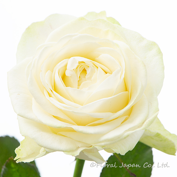 アムールブラン+