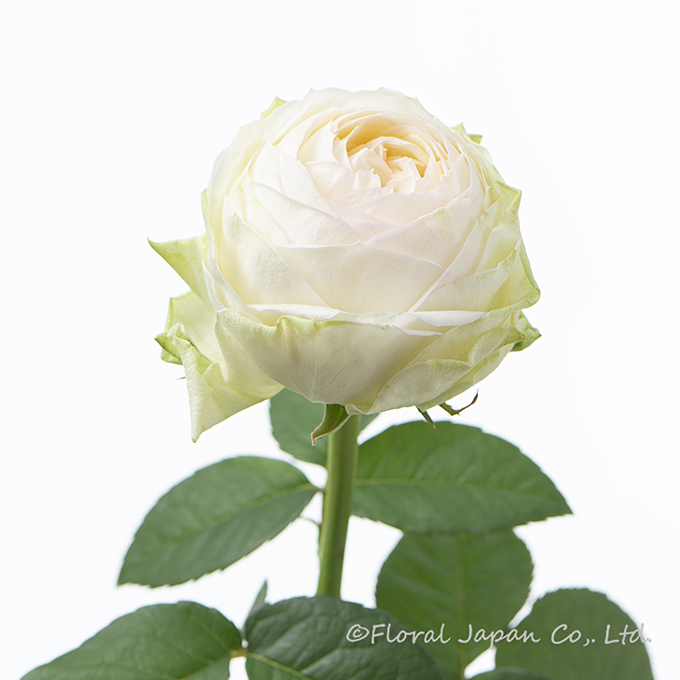 アルヌワブラン