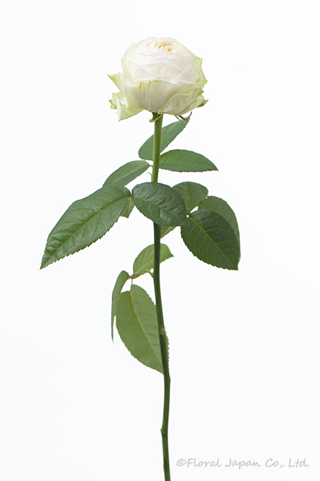 アルヌワブラン