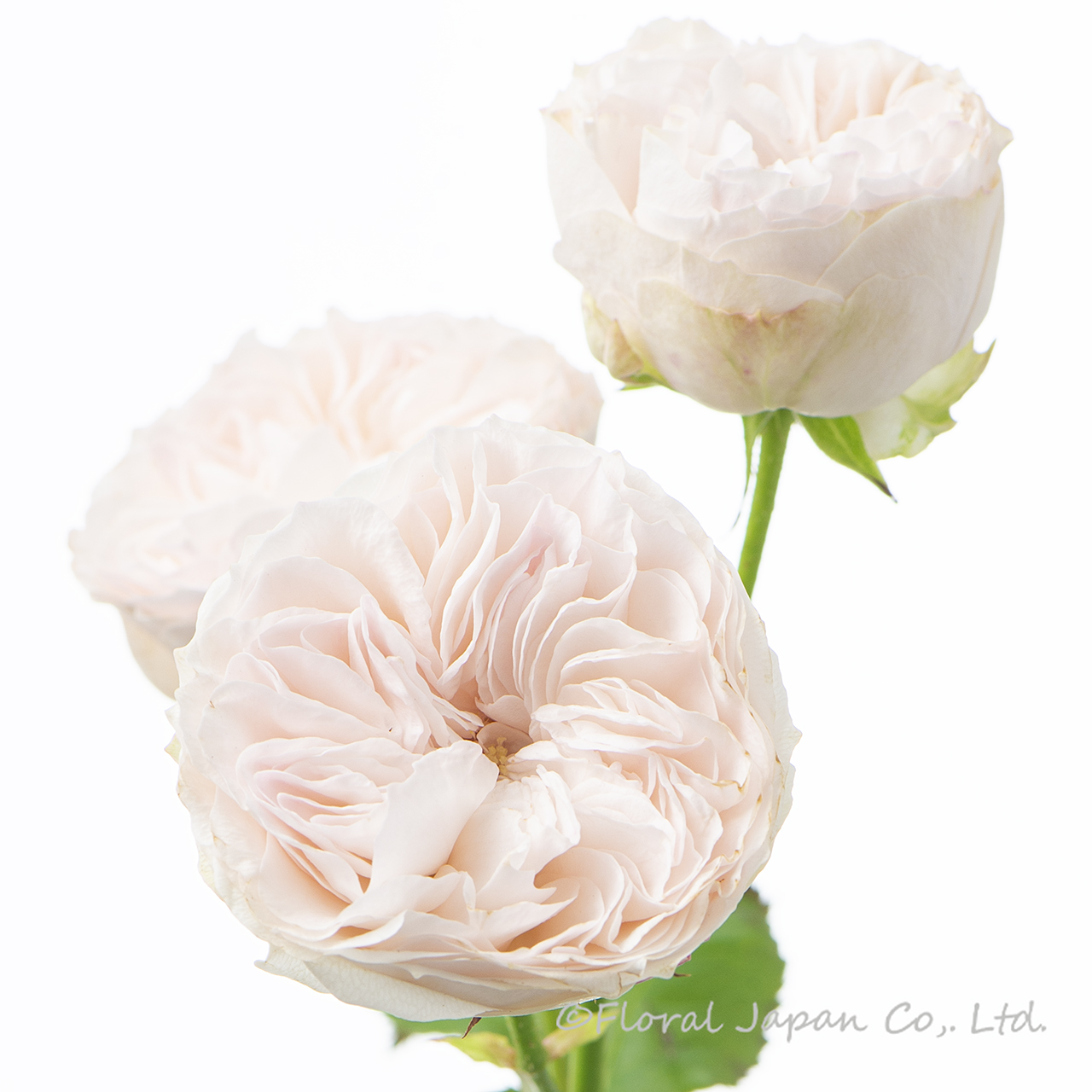 アンティークウェディング