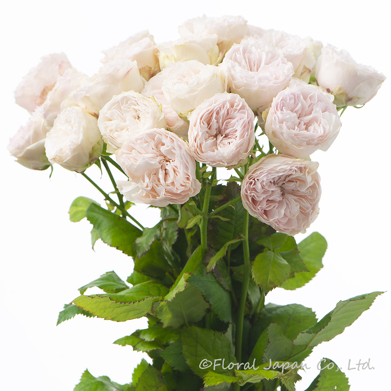 アンティークウェディング