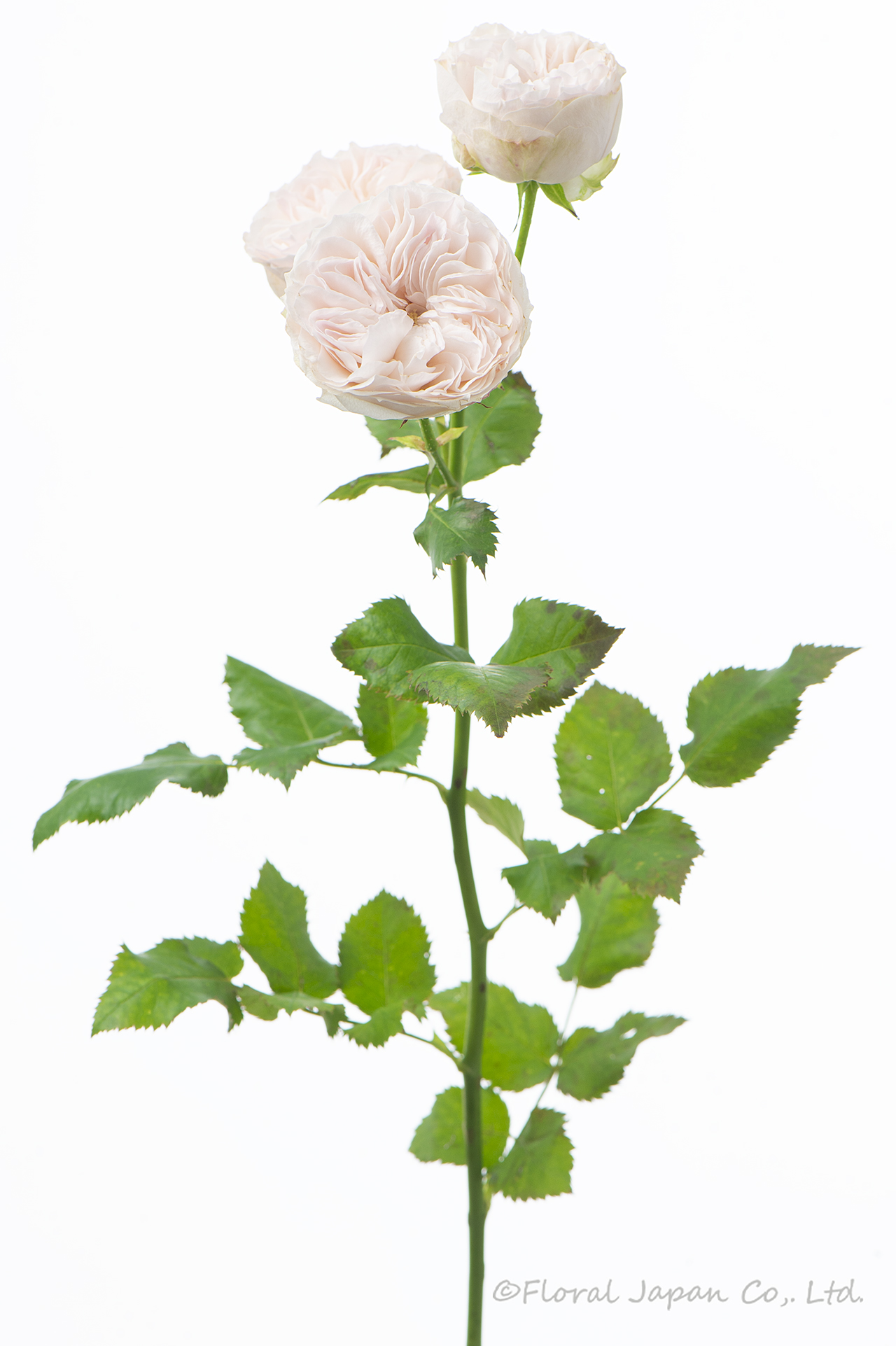 アンティークウェディング