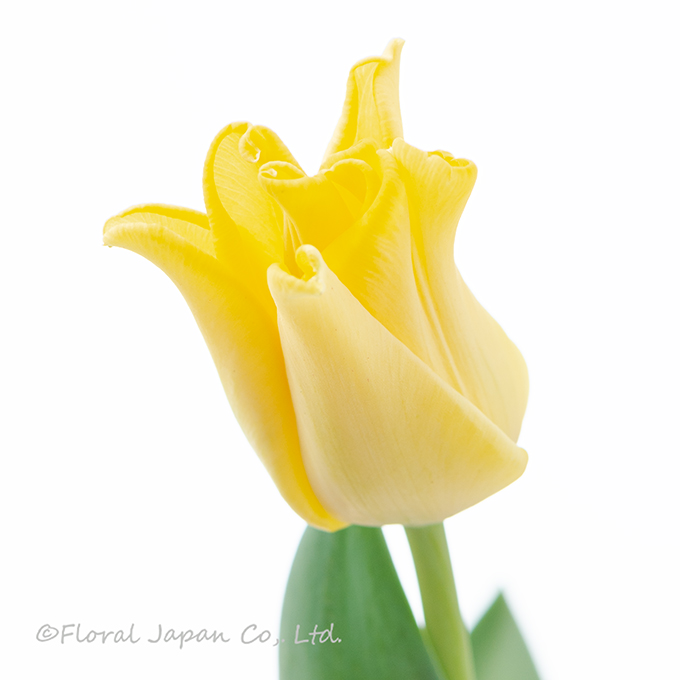 イエロークラウン