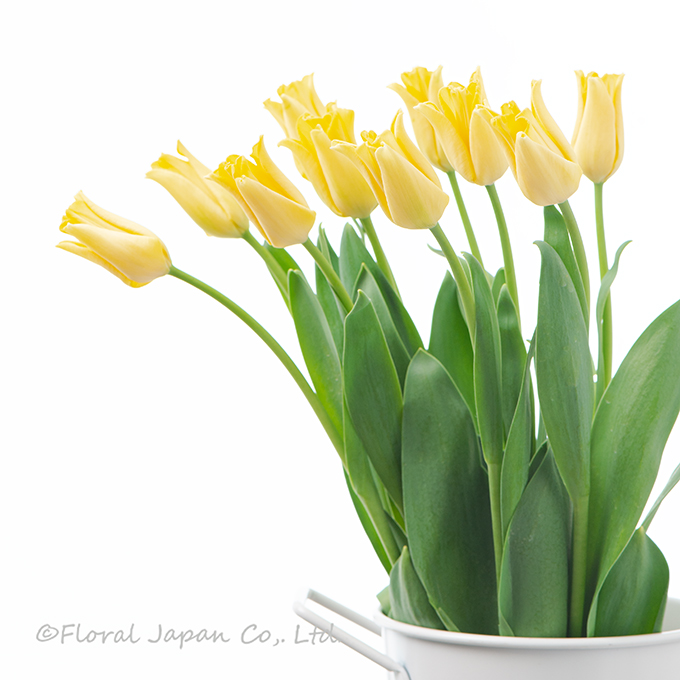 イエロークラウン