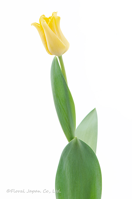 イエロークラウン