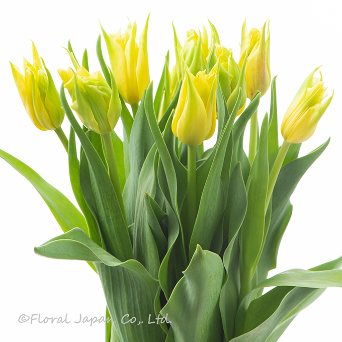 イエロースパイダー