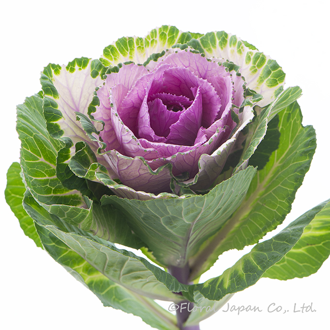 ウインターチェリー