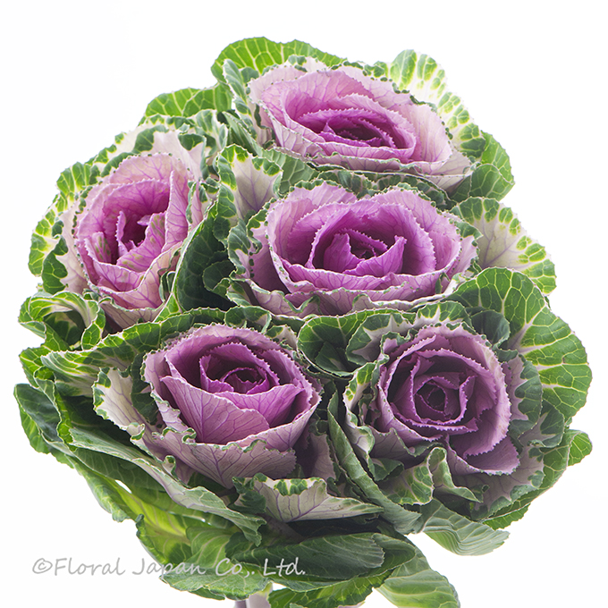 ウインターチェリー