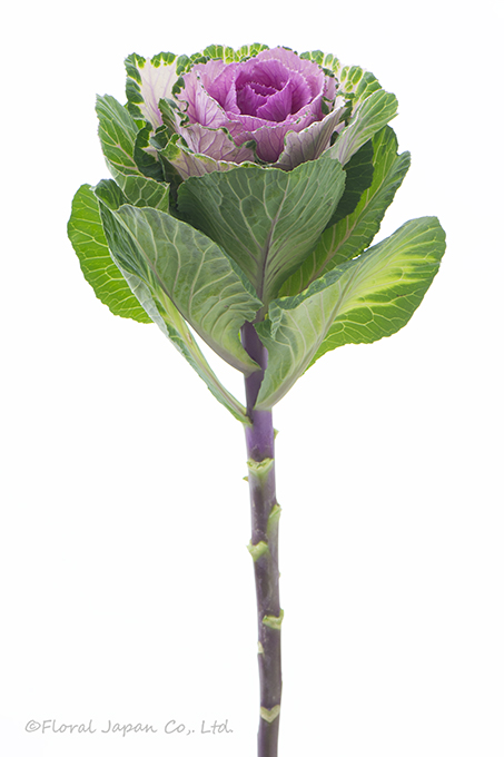 ウインターチェリー