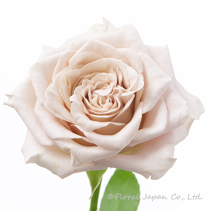 ウェストミンスターアビー