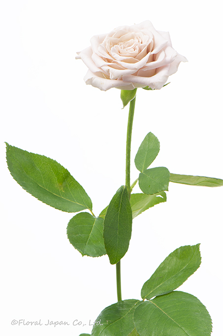 ウェストミンスターアビー